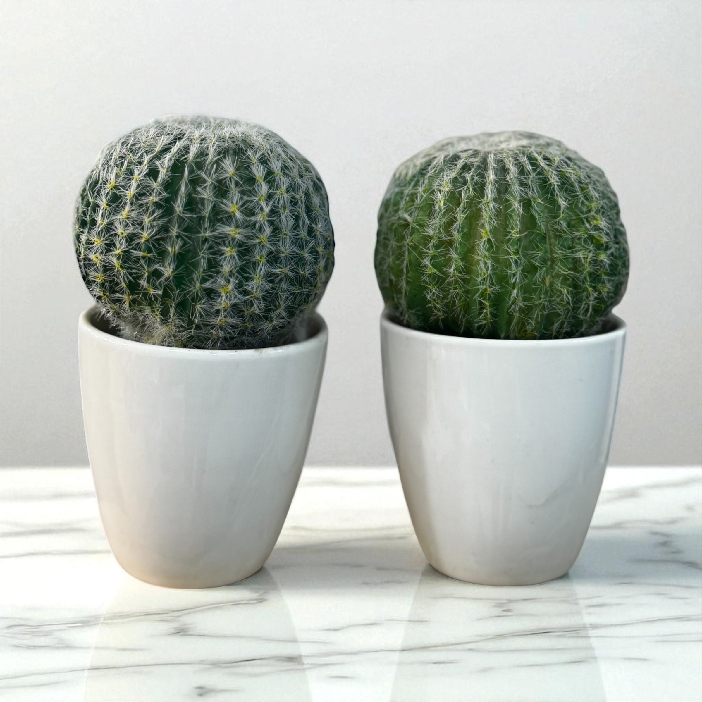 Cactus Pot Set