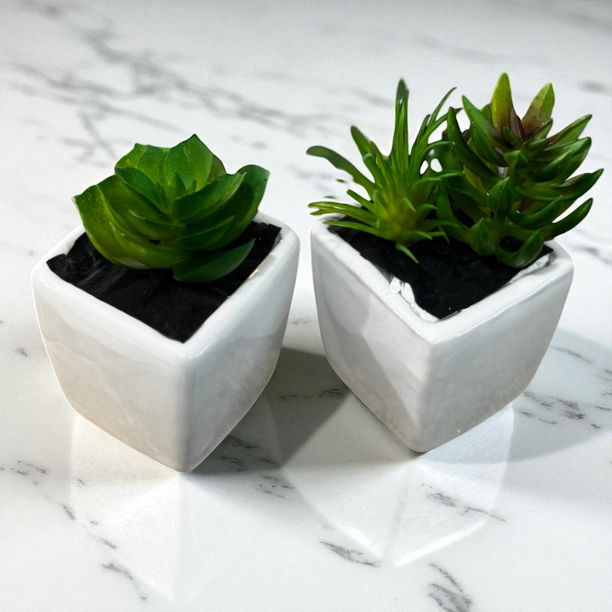Mini Succulent Duo
